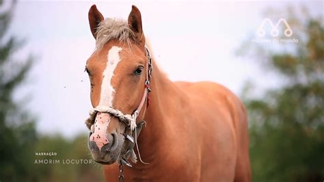 CRUZA DE CAVALO COM MULA